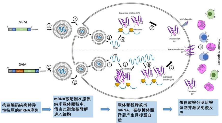 mrna疫苗研發與接種全攻略